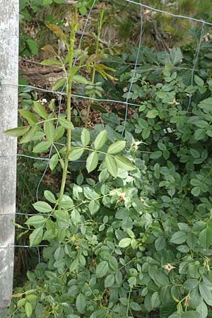 Rosa elliptica \ Keilbl�ttrige Rose / Wedge-Leaved Rose, D Gro&szlig;heubach am Main 20.6.2016