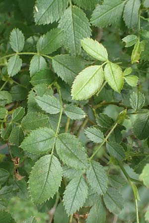 Rosa elliptica \ Keilbl�ttrige Rose / Wedge-Leaved Rose, D Gro&szlig;heubach am Main 20.6.2016