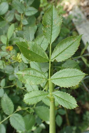 Rosa elliptica \ Keilbl�ttrige Rose / Wedge-Leaved Rose, D Gro&szlig;heubach am Main 20.6.2016