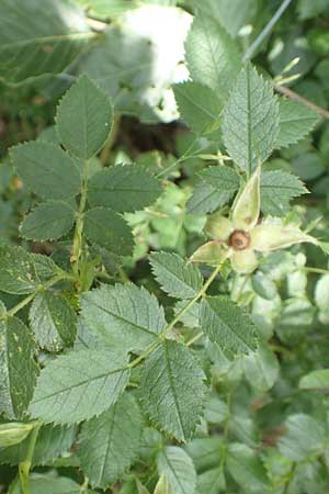 Rosa elliptica \ Keilbl�ttrige Rose / Wedge-Leaved Rose, D Gro&szlig;heubach am Main 20.6.2016