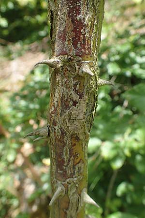 Rosa elliptica \ Keilbl�ttrige Rose / Wedge-Leaved Rose, D Gro&szlig;heubach am Main 20.6.2016
