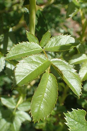 Rosa elliptica \ Keilbl�ttrige Rose / Wedge-Leaved Rose, D Gro&szlig;heubach am Main 20.6.2016
