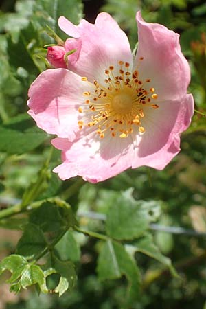 Rosa elliptica \ Keilbl�ttrige Rose / Wedge-Leaved Rose, D Gro&szlig;heubach am Main 20.6.2016