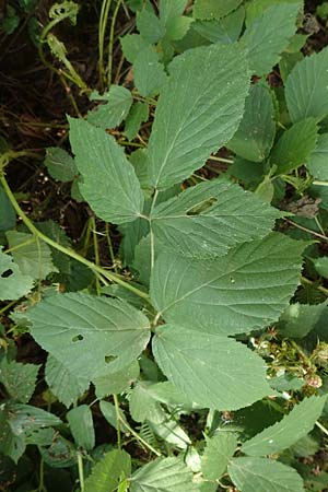 Rubus elegans \ Vielschw�nzige Brombeere / Elegant Bramble, D Bad Orb 4.8.2019