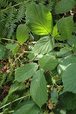 Rubus elegans \ Vielschw�nzige Brombeere / Elegant Bramble, D Bad Orb 4.8.2019