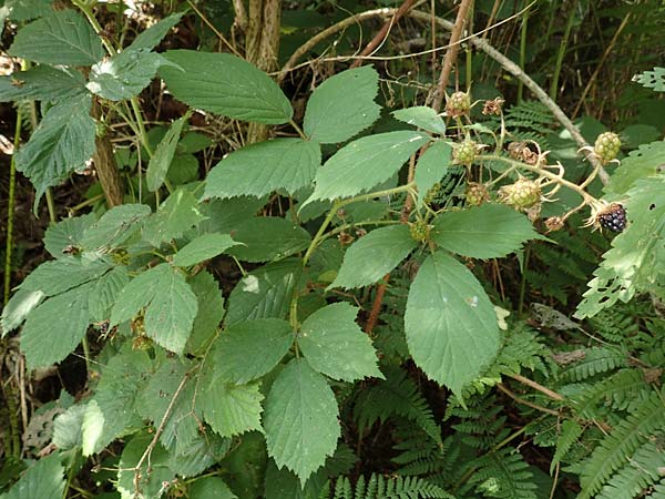 Rubus elegans \ Vielschw�nzige Brombeere / Elegant Bramble, D Bad Orb 4.8.2019