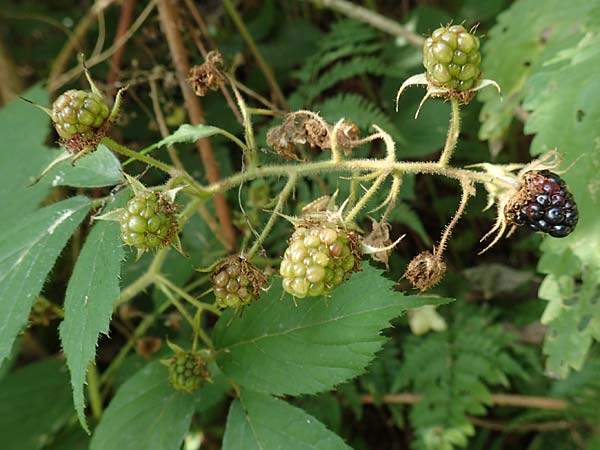 Rubus elegans \ Vielschw�nzige Brombeere / Elegant Bramble, D Bad Orb 4.8.2019