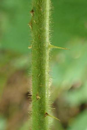 Rubus elegans \ Vielschw�nzige Brombeere / Elegant Bramble, D Bad Orb 4.8.2019