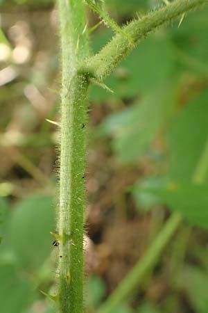 Rubus elegans \ Vielschw�nzige Brombeere / Elegant Bramble, D Bad Orb 4.8.2019