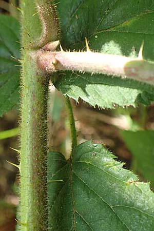 Rubus elegans \ Vielschw�nzige Brombeere / Elegant Bramble, D Bad Orb 4.8.2019
