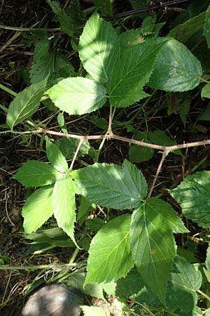 Rubus elegans \ Vielschw�nzige Brombeere / Elegant Bramble, D Bad Orb 4.8.2019