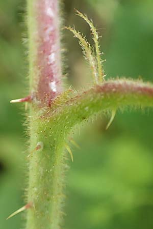 Rubus elegans \ Vielschw�nzige Brombeere / Elegant Bramble, D Bad Orb 4.8.2019
