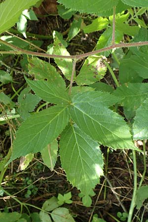 Rubus elegans \ Vielschw�nzige Brombeere / Elegant Bramble, D Bad Orb 4.8.2019
