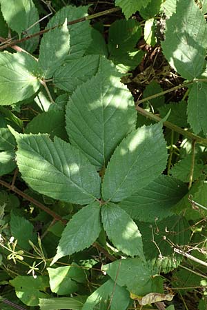 Rubus elegans \ Vielschw�nzige Brombeere / Elegant Bramble, D Bad Orb 4.8.2019