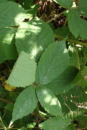 Rubus elegans \ Vielschw�nzige Brombeere / Elegant Bramble, D Bad Orb 4.8.2019