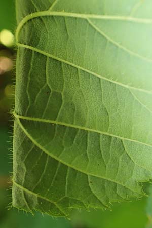 Rubus elegans \ Vielschw�nzige Brombeere / Elegant Bramble, D Bad Orb 4.8.2019
