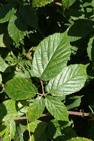 Rubus elegans \ Vielschw�nzige Brombeere / Elegant Bramble, D Bad Orb 4.8.2019