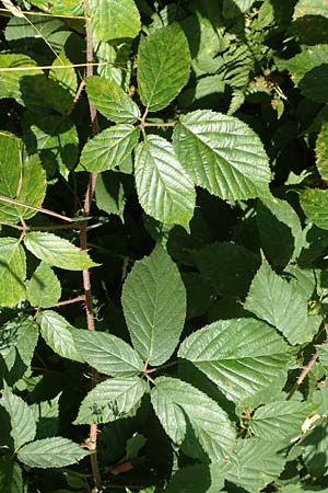 Rubus elegans \ Vielschw�nzige Brombeere / Elegant Bramble, D Bad Orb 4.8.2019