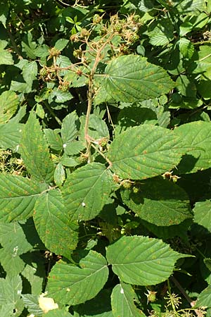 Rubus elegans \ Vielschw�nzige Brombeere / Elegant Bramble, D Bad Orb 4.8.2019