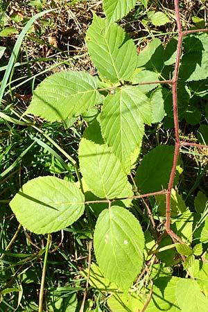 Rubus elegans \ Vielschw�nzige Brombeere / Elegant Bramble, D Bad Orb 4.8.2019