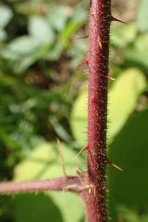 Rubus elegans \ Vielschw�nzige Brombeere / Elegant Bramble, D Bad Orb 4.8.2019