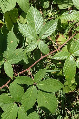 Rubus elegans \ Vielschw�nzige Brombeere / Elegant Bramble, D Bad Orb 4.8.2019