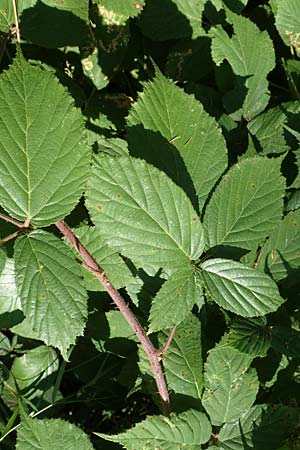 Rubus elegans \ Vielschw�nzige Brombeere / Elegant Bramble, D Bad Orb 4.8.2019