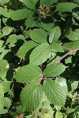 Rubus elegans \ Vielschw�nzige Brombeere / Elegant Bramble, D Bad Orb 4.8.2019