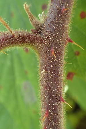 Rubus elegans \ Vielschw�nzige Brombeere / Elegant Bramble, D Bad Orb 4.8.2019