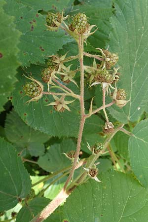 Rubus elegans \ Vielschw�nzige Brombeere / Elegant Bramble, D Bad Orb 4.8.2019