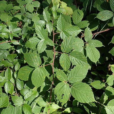 Rubus elegans \ Vielschw�nzige Brombeere / Elegant Bramble, D Bad Orb 4.8.2019