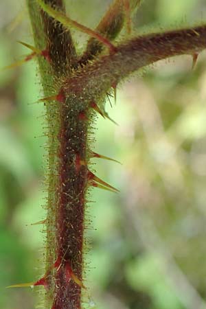 Rubus elegans \ Vielschw�nzige Brombeere / Elegant Bramble, D Bad Orb 4.8.2019