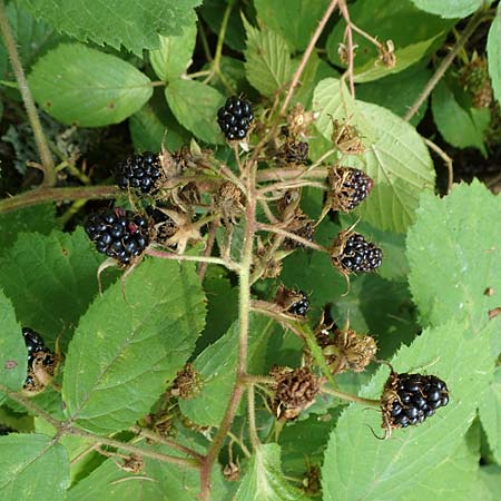Rubus elegans \ Vielschw�nzige Brombeere / Elegant Bramble, D Bad Orb 4.8.2019