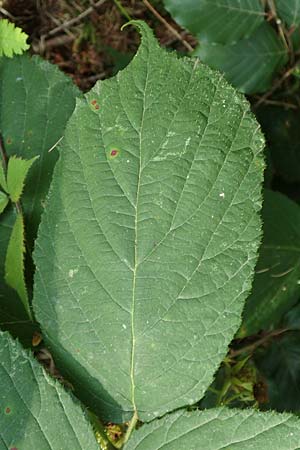 Rubus elegans \ Vielschw�nzige Brombeere / Elegant Bramble, D Bad Orb 4.8.2019