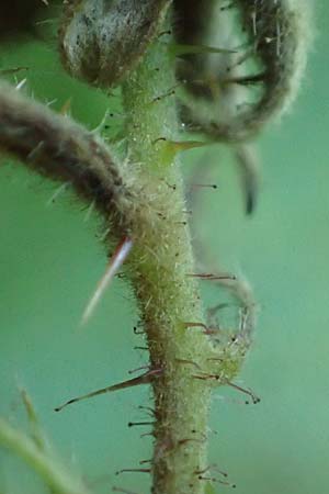 Rubus erythrocomos \ Rotschopf-Brombeere / Red-Tuft Bramble, D Windeck-Mittel 5.9.2021
