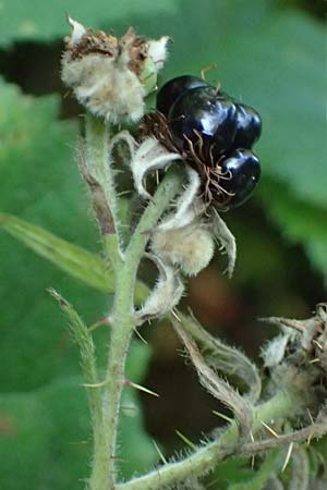 Rubus erythrocomos \ Rotschopf-Brombeere / Red-Tuft Bramble, D Windeck-Mittel 5.9.2021