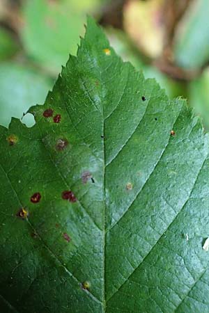 Rubus erythrocomos \ Rotschopf-Brombeere / Red-Tuft Bramble, D Windeck-Mittel 5.9.2021