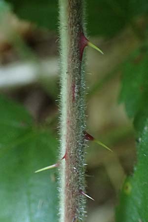 Rubus erythrocomos \ Rotschopf-Brombeere / Red-Tuft Bramble, D Windeck-Mittel 5.9.2021