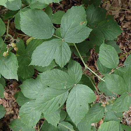 Rubus umbrosus \ Pyramiden-Brombeere / Pyramidal Bramble, D Herne 27.7.2019