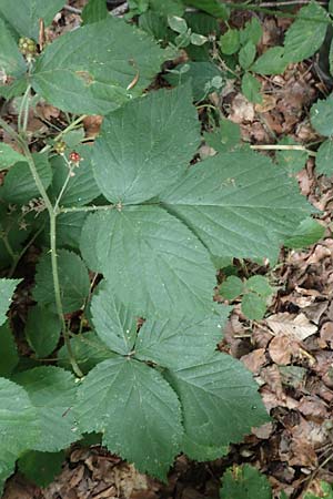 Rubus umbrosus \ Pyramiden-Brombeere / Pyramidal Bramble, D Herne 27.7.2019
