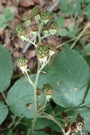 Rubus umbrosus \ Pyramiden-Brombeere / Pyramidal Bramble, D Herne 27.7.2019