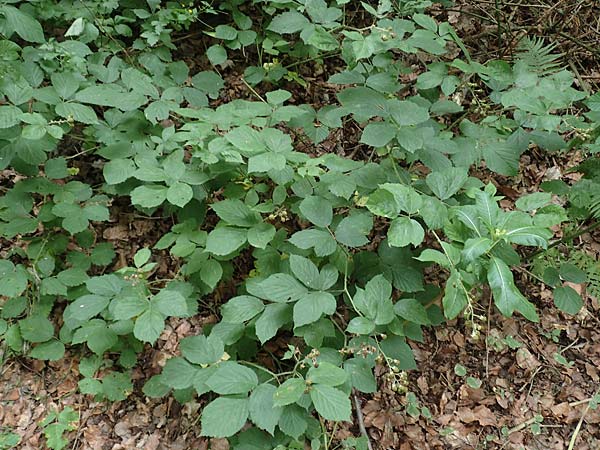 Rubus umbrosus \ Pyramiden-Brombeere / Pyramidal Bramble, D Herne 27.7.2019