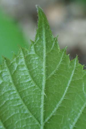 Rubus specH ? \ Brombeere / Bramble, D Odenwald, Rimbach 26.6.2020