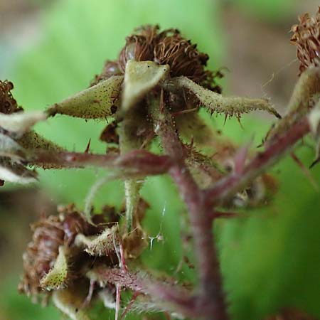 Rubus specH ? \ Brombeere / Bramble, D Odenwald, Rimbach 14.7.2020