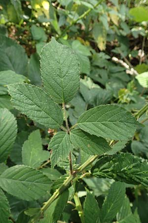 Rubus foliosus \ Blattreiche Brombeere / Leafy Bramble, D Krickenbecker Seen 27.7.2020