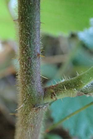 Rubus foliosus \ Blattreiche Brombeere / Leafy Bramble, D Niederaula 29.7.2020