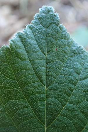Rubus foliosus \ Blattreiche Brombeere / Leafy Bramble, D Niederaula 29.7.2020