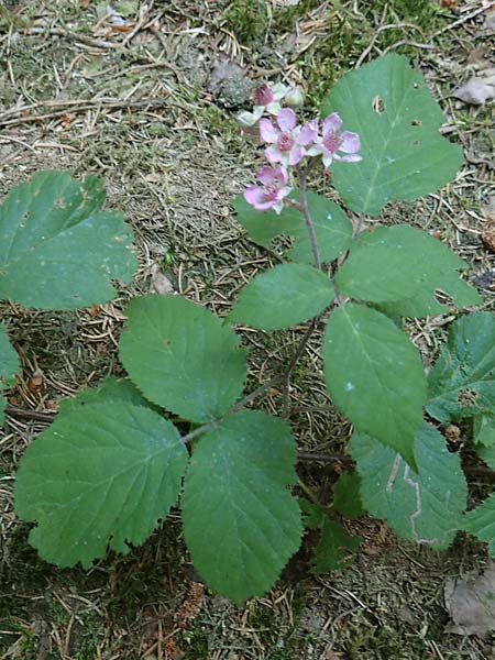Rubus fabrimontanus \ Schmiedeberger Haselblatt-Brombeere / Schmiedeberg Bramble, D Gedern-Oberseemen 30.7.2020