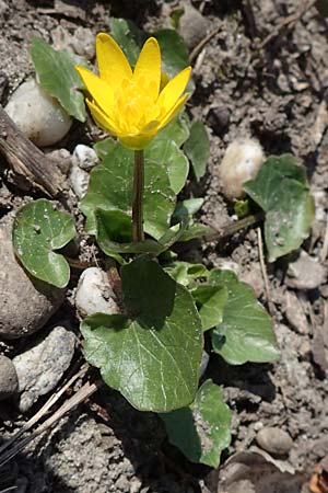 Ficaria verna \ Kn�llchen-Scharbockskraut / Lesser Celandine, D Ludwigshafen 8.3.2021