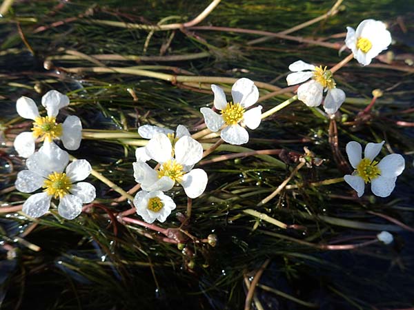 Ranunculus fluitans \ Flutender Hahnenfu� / River Water Crowfoot, D Bahlingen am Kaiserstuhl 24.9.2021